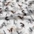 animalkt-762-a.jpg